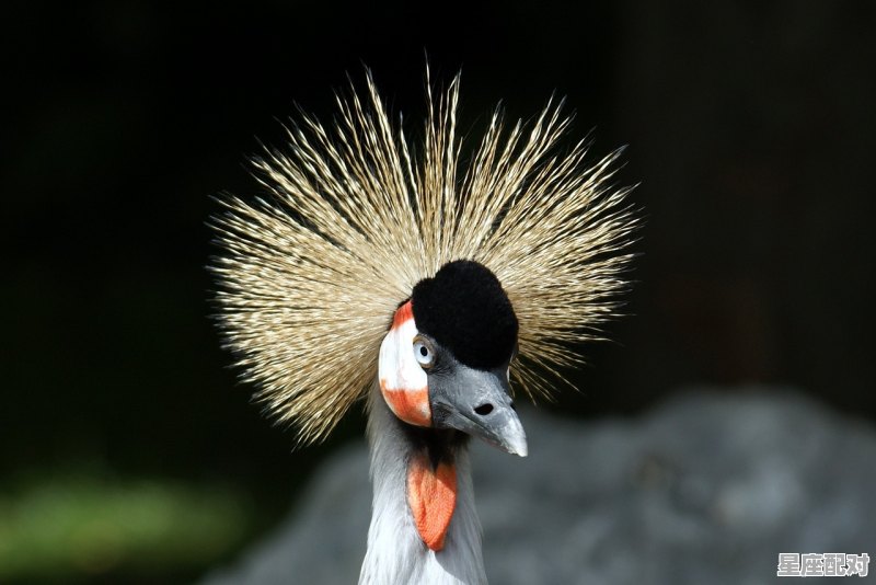 飞蜈蚣是什么动物_七手八脚的动物是什么 - 星座运势