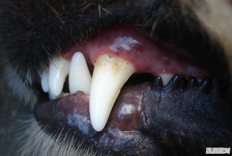 十二生肖中哪个动物牙齿锋利,什么生肖亲 十二生肖中哪个动物牙齿锋利,什么生肖亲 - 星座运势