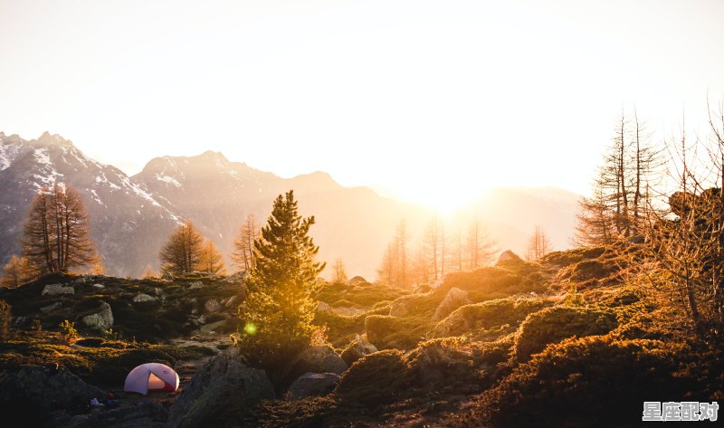 关于松树的诗句李白_梦到松树 关于松树的诗句李白_梦到松树 - 星座运势