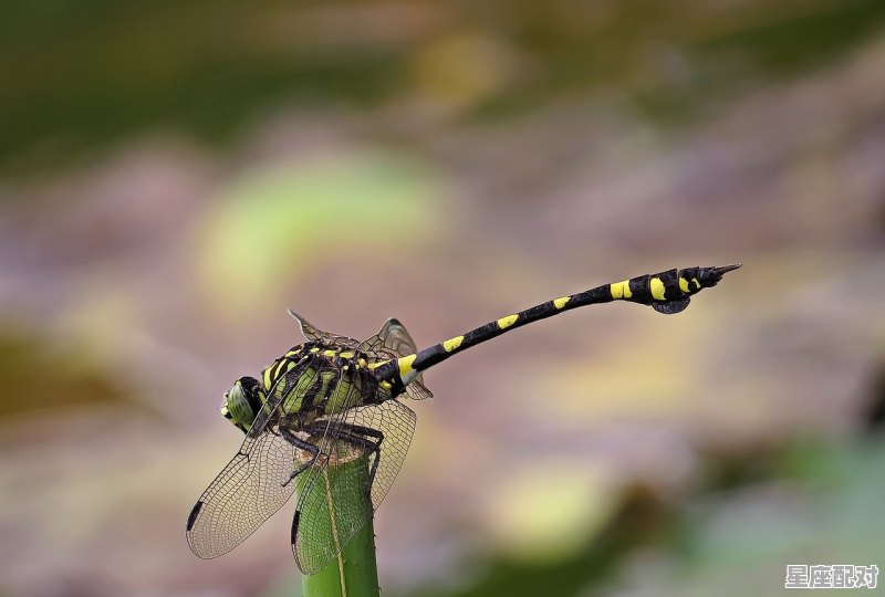 家里突然出现许多飞虫是什么征兆_大米生虫是什么兆头 - 星座运势