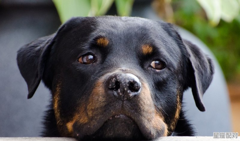 1995年有属相狗的吗,1995年什么生肖 1995年有属相狗的吗,1995年什么生肖 - 星座运势