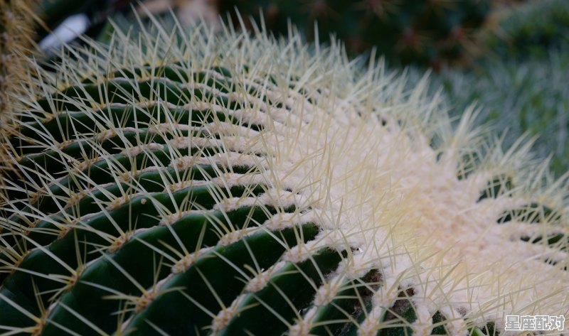 1976年4月属什么,属龙金牛座的性格 1976年4月属什么,属龙金牛座的性格 - 星座运势