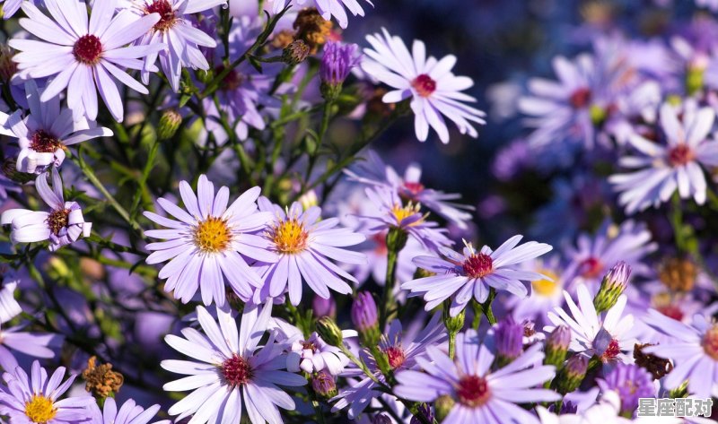 巨蟹座即将大转折的星座,星座运势今日巨蟹 巨蟹座即将大转折的星座,星座运势今日巨蟹 - 星座运势