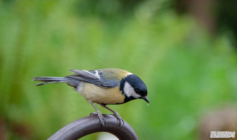 骄傲的动物有哪些，骄傲是什么生肖 - 星座运势