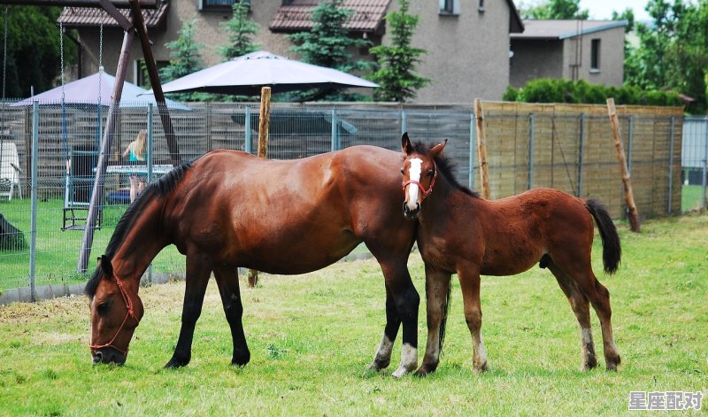 人走运气马走膘下一句,今日男马运势 人走运气马走膘下一句,今日男马运势 - 星座运势