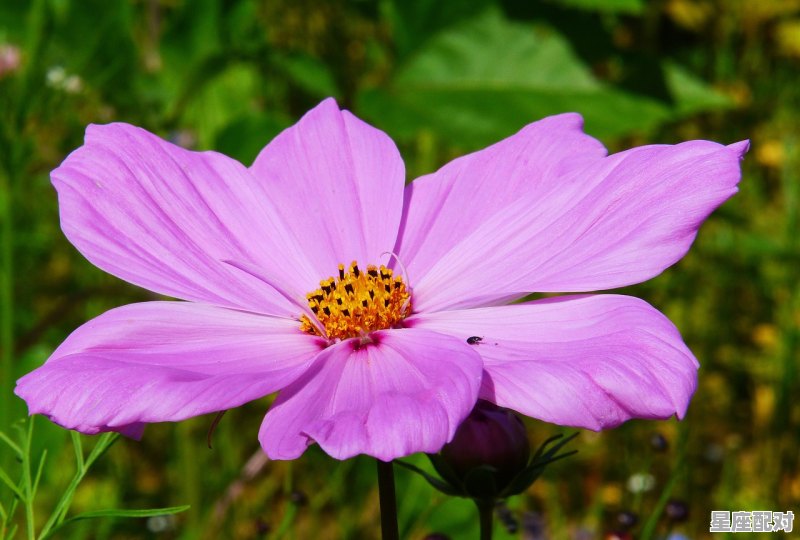 9月份星座是什么星座,九月星座是什么 - 星座运势