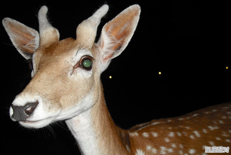 梦到有个孩子,梦到有个孩子 - 星座运势