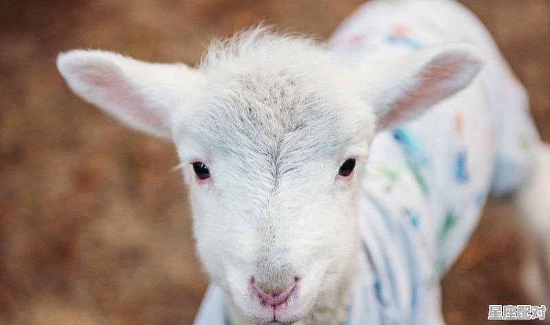 2022年19岁属什么啊,查看羊今日运势 2022年19岁属什么啊,查看羊今日运势 - 星座运势