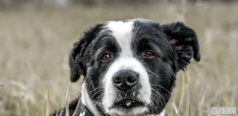 张飞十二生肖是指什么动物呢,张飞是什么生肖 - 星座运势