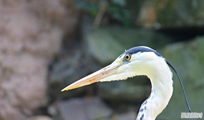 东是什么动物_东掩西遮王者字花打一动物 东是什么动物_东掩西遮王者字花打一动物 - 星座运势