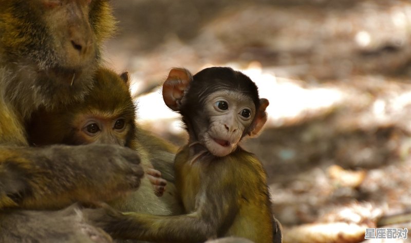 什么动物壮，少年老成，猴旺什么生肖 - 星座运势