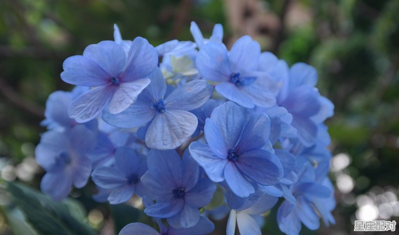 11月份是哪个星座，11月份的星座是什么 - 星座运势