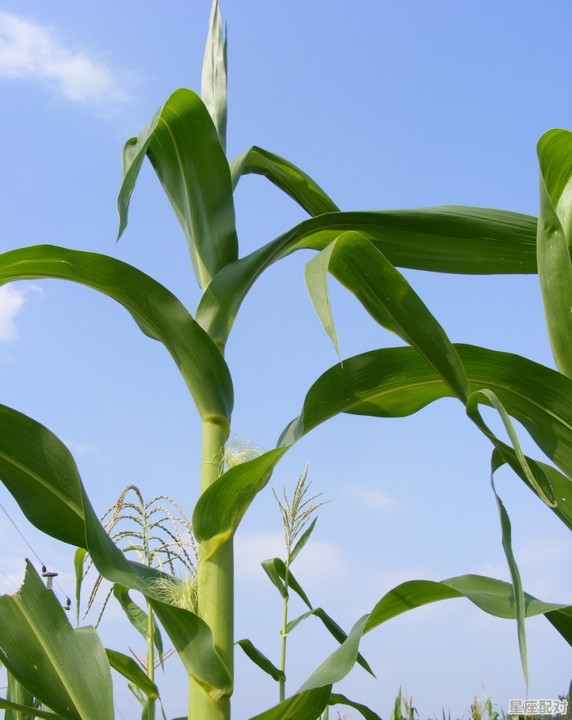 我醒了两次…双层的梦,怎么回事啊,孕妇梦到玉米 我醒了两次…双层的梦,怎么回事啊,孕妇梦到玉米 - 星座运势