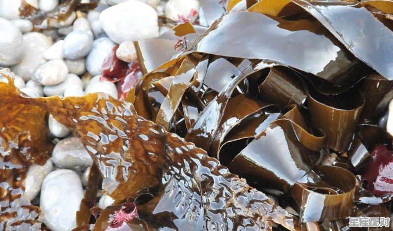 一个梦脆雪糕多少元,梦到雪糕 一个梦脆雪糕多少元,梦到雪糕 - 星座运势