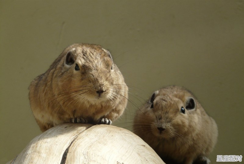 五福四海闯尽了指什么动物，闯指什么生肖 - 星座运势