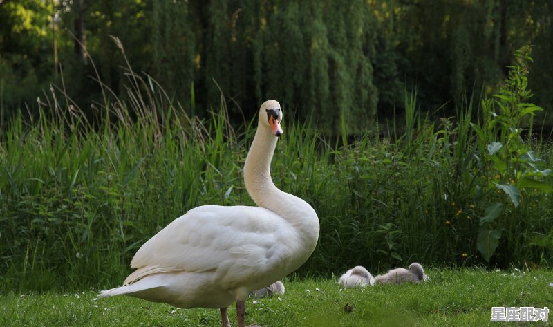 怀孕了梦到蛇,怀孕了梦到蛇 怀孕了梦到蛇,怀孕了梦到蛇 - 星座运势