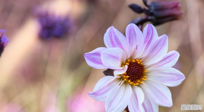 三月上旬什么星座_3 月是什么星座 - 星座运势