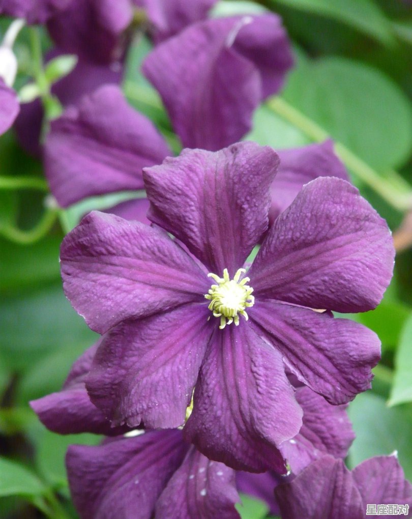 众多和很多哪个更多，梦到一堆蛇 - 星座运势