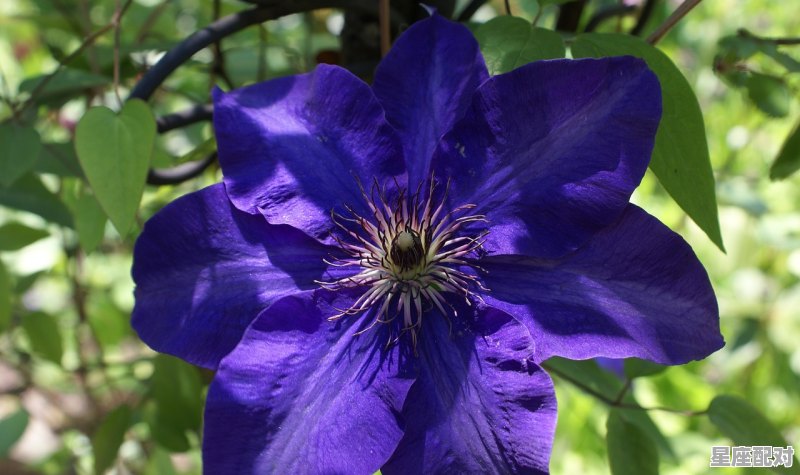 摩羯的上升星座是哪个星座，摩羯上升星座是什么 - 星座运势