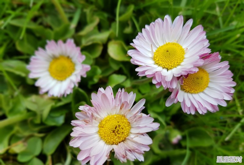 十二星座最大特点,十二星座有什么特点 - 星座运势