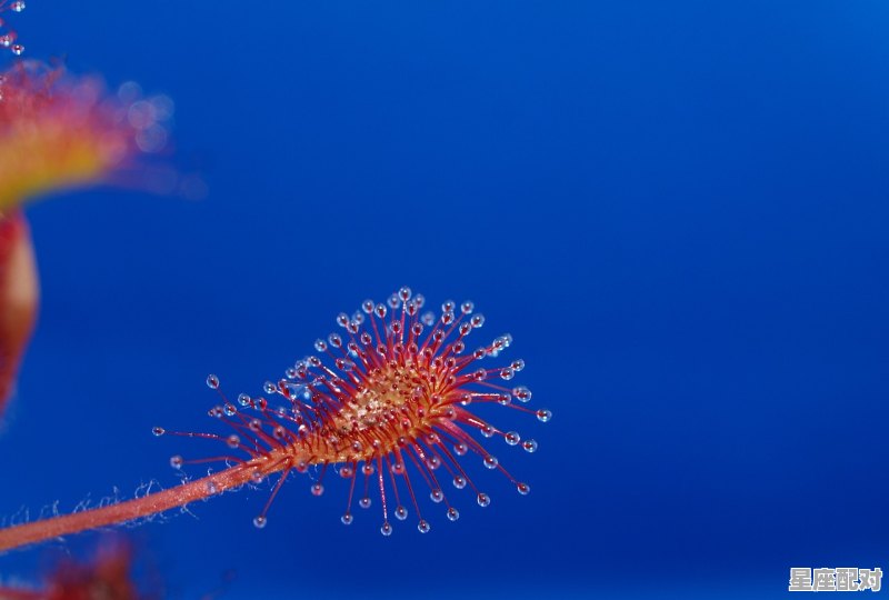 天狼星属于哪个星座,3.8是什么星座 - 星座运势