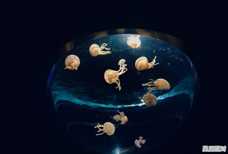 农历四月初生的是什么星座_76农历4月是什么星座 - 星座运势