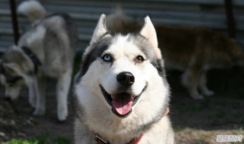 1986年是什么虎_86年是不是属虎的 - 星座运势