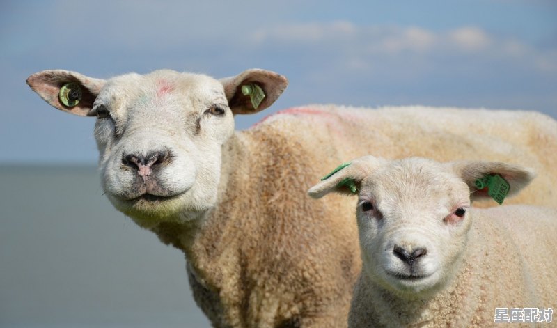 顺手牵羊的动物,右手是什么生肖 - 星座运势