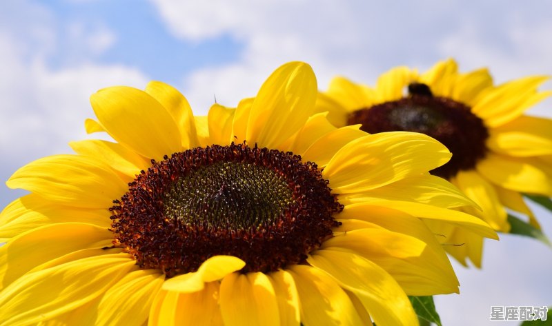 七月星座是什么座,阳历7月 日是什么星座 - 星座运势