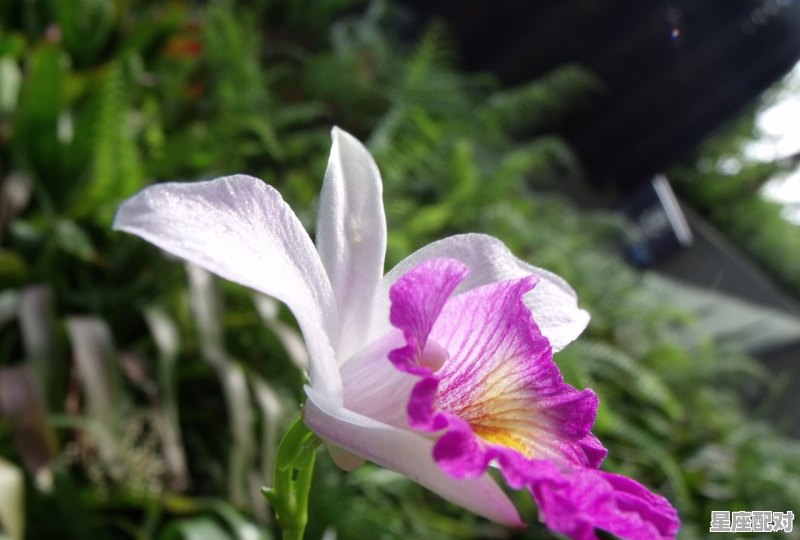 牛尾一条拍蚊子，兔子怕涉水，是什么生肖_动物天生都怕火吗，什么动物不怕火的 - 星座运势