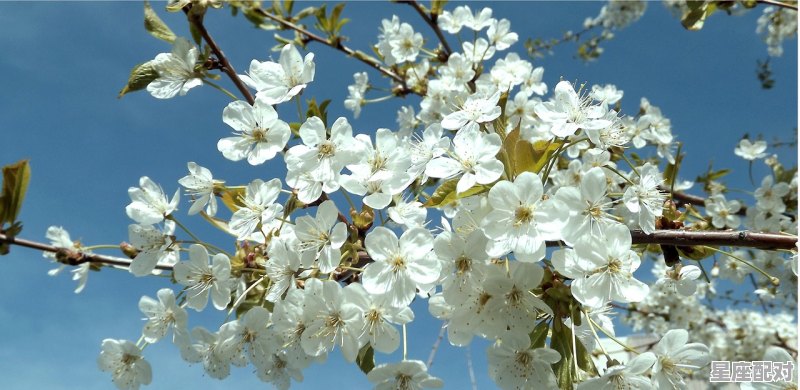 12生肖梅花是什么生肖,花肖是什么生肖 - 星座运势