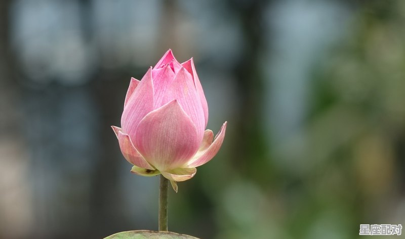 城头莲花是什么动物，荷花指什么生肖 - 星座运势