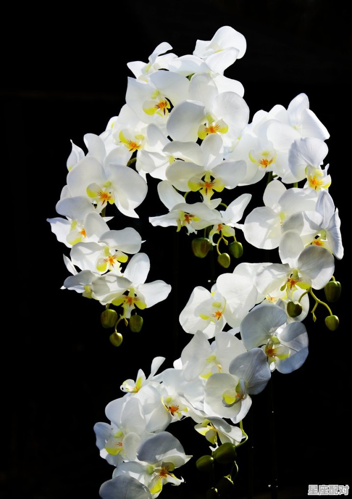 兰花水花指什么动物_12生肖梅花是什么生肖 - 星座运势