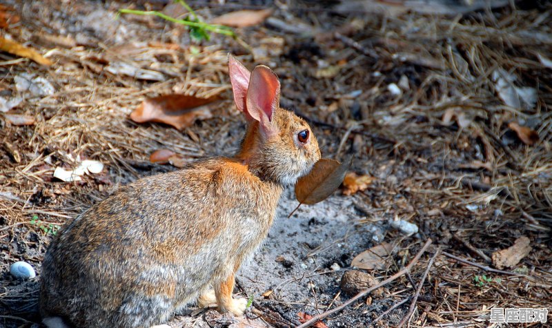 儿女情长形容什么动物_我的属相怎么写 - 星座运势