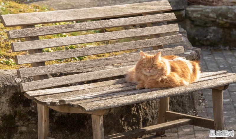 水瓶和狮子谈恋爱会怎样_狮子水瓶谈恋爱是一种什么体验 - 星座运势