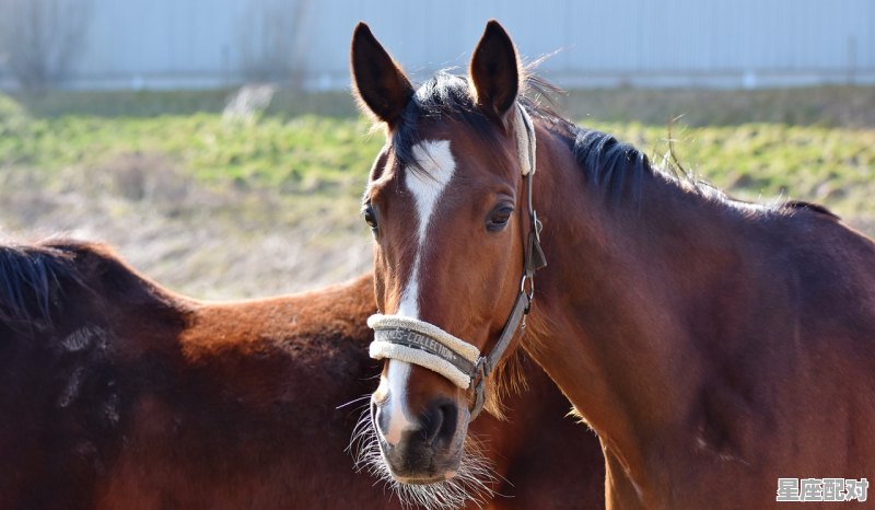 将计就计形容什么动物，窥是什么生肖 - 星座运势