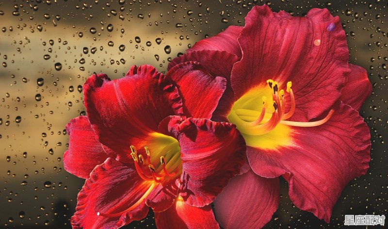 龙年之后是什么年,下一年是什么生肖 龙年之后是什么年,下一年是什么生肖 - 星座运势