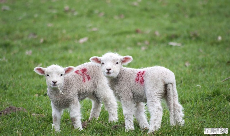 什么动物不吃肉，什么生肖不吃肉 - 星座运势