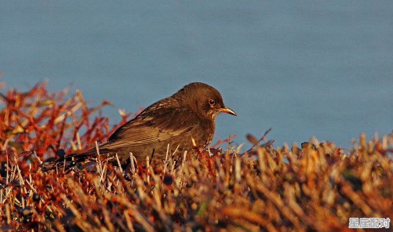 24节气花心的代表动物_花心男都是什么样的心理 - 星座运势