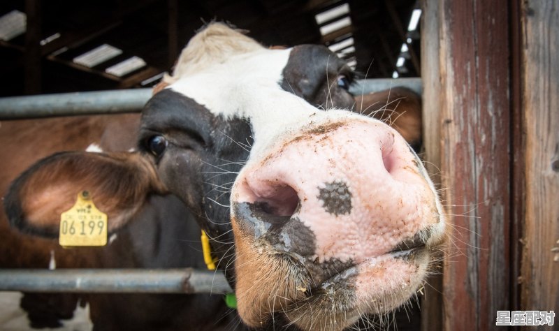 j开头的动物单词_1849年是什么年 - 星座运势