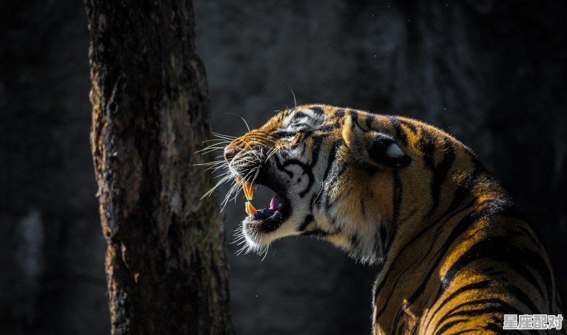 今年犯太岁的属相是哪几个，今日生肖运势排列 - 星座运势