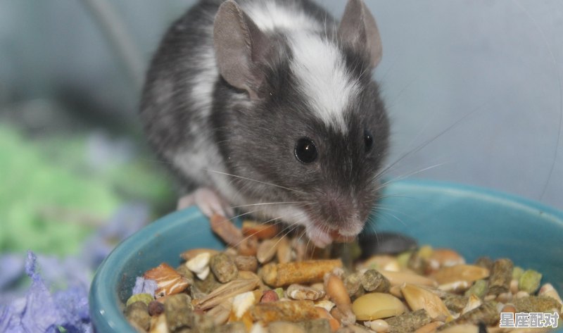 2022年是什么鼠年，生肖鼠运势今日 - 星座运势