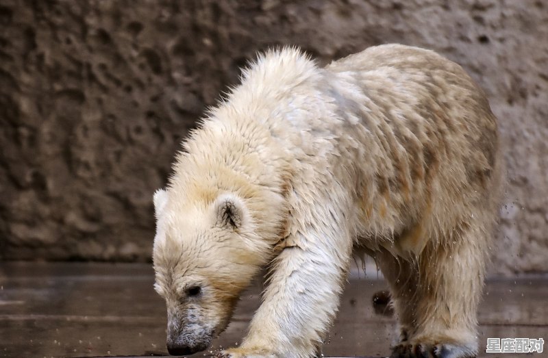 水瓶女和狮子女能做朋友么，狮子和水瓶星座配对率高吗女生 - 星座运势