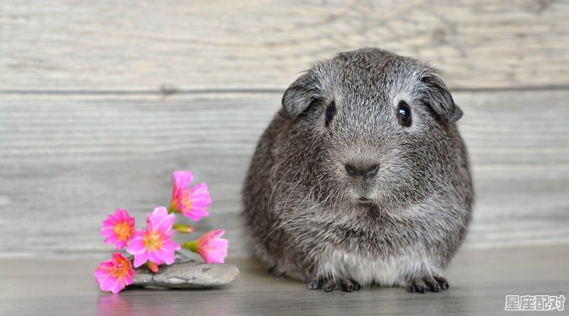 油头滑脸怪狡猾销魂夺魄摄人心是什么动物，什么生肖最狡猾 - 星座运势