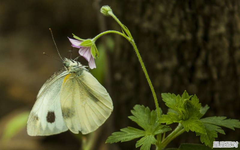 梦到玉米地,梦到玉米地 - 星座运势