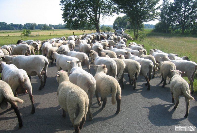 梦到生肉,梦到生肉 - 星座运势