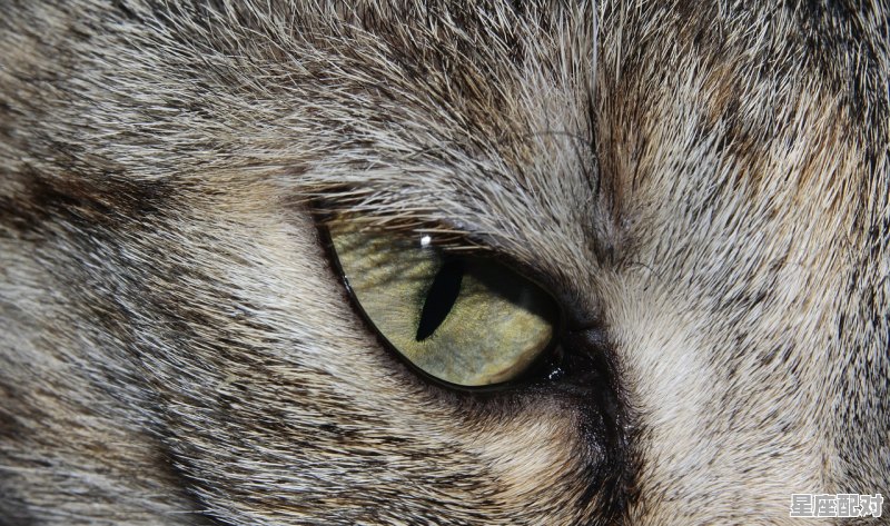 狮子座和水瓶座相配吗,狮子和水瓶星座配对率是多少啊 - 星座运势