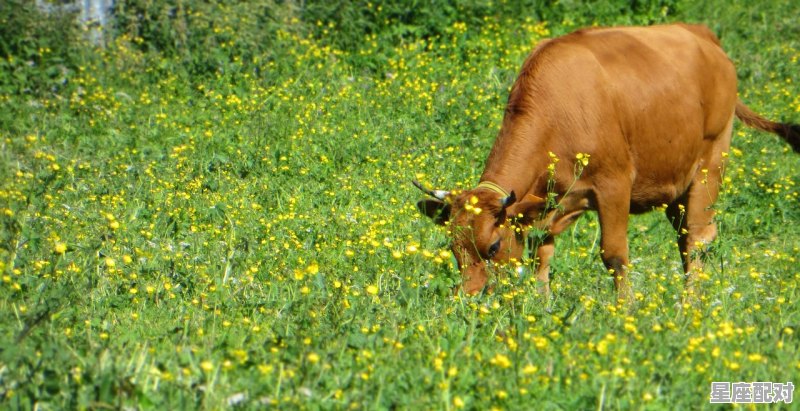 家喻户晓最忠心,是什么动物,什么生肖最忠心 家喻户晓最忠心,是什么动物,什么生肖最忠心 - 星座运势