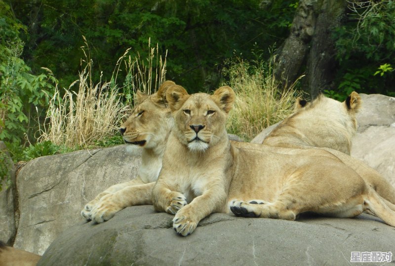 动物狮子的性格和脾气,狮子座性格分析五官 动物狮子的性格和脾气,狮子座性格分析五官 - 星座运势