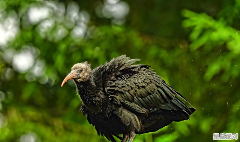 动物罗汉是哪一肖_橄榄核雕刻师排名 动物罗汉是哪一肖_橄榄核雕刻师排名 - 星座运势
